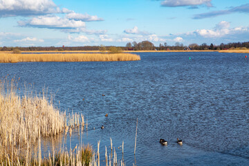landscape in the northern part of the Netherlands with small lake on a sunny day early spring