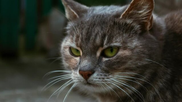 Portrait of a gray cat. Sad lonely look of a cat. Close-up. Dynamic approximation.