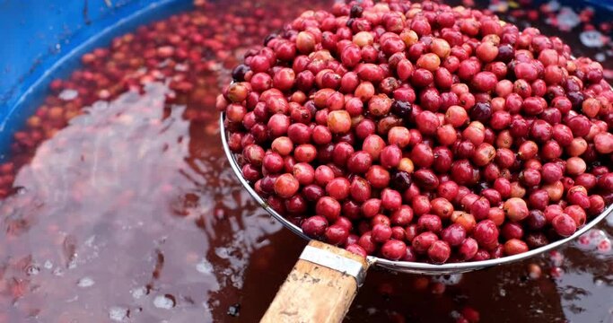 Freshly Harvested Coffee Cherries in Fermentation Process