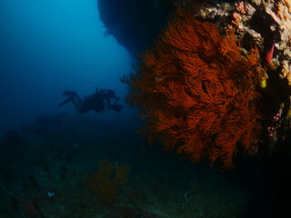 scuba diver exploring tropical waters with corals around