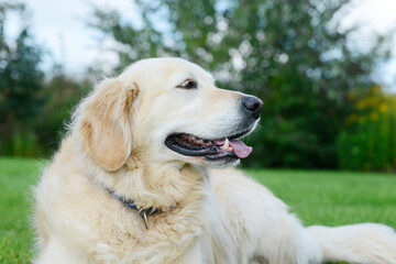 dog golden retriever lying on meadow in the garden - 578994964
