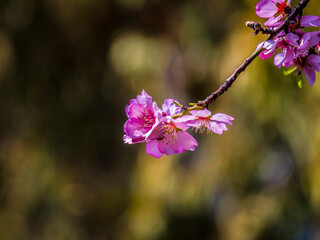 A tiny, natural bouquet of bright pink almond flowers and natural, blurred background. Spring is coming.