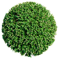 Obraz premium Plant, bush flower top view architectural landscape