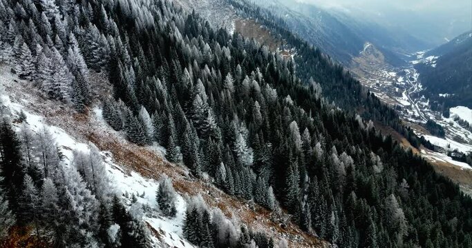 Aerial View Of White Winter Covered Pines On Mountain Slope In Bedretto, Switzerland. Dolly Forward 