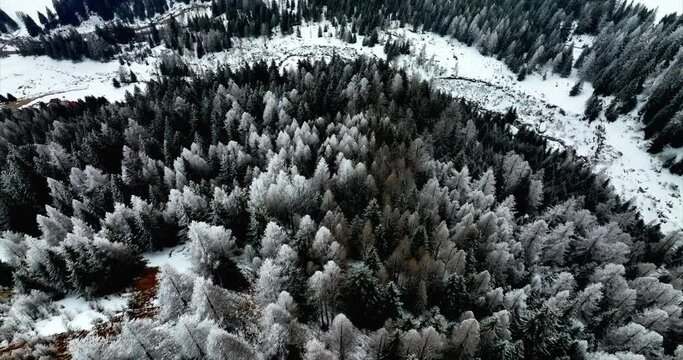 Aerial Birds Eye View Over White Winter Covered Pines On Mountain Slope In Bedretto, Switzerland. Dolly Forward 