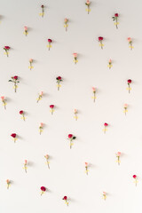 Fototapeta na wymiar Pink and red bush roses are taped to a white wall