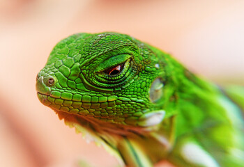 a small green iguana in its environment