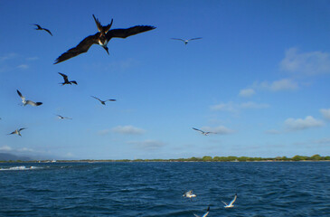 some sea birds on an island in the caribbean sea