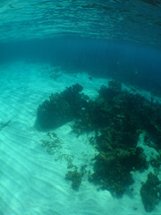 Fototapeta na wymiar a coral reef in the crystal clear waters of the caribbean sea
