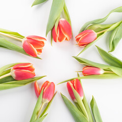 Red blossom tulips on white background.