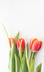 Naklejka premium Red blossom tulips on white background.