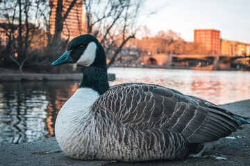 Duck sitting in front of a river, Frankfurt