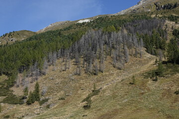 Nach einem Waldbrand  im Defereggental in Österreich	