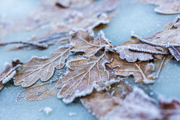 Frozen Leaves in Ice Winter Background