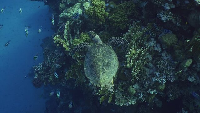 Top view of Sea Turtle swim along the coral reef, Follow shot. Hawksbill Sea Turtle or Bissa (Eretmochelys imbricata) swims over coral reef with colorful tropical fish swimming around it