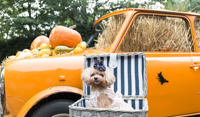 トイプードル　モニカ＆マリア