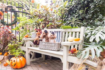 トイプードル　モニカ＆マリア