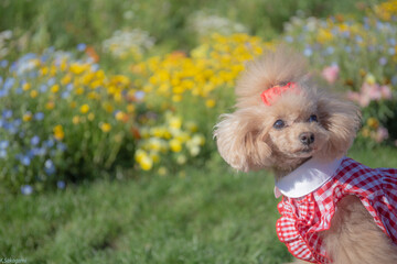 トイプードル　モニカ＆マリア