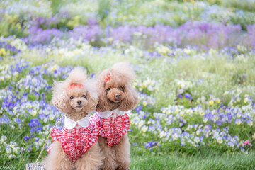 トイプードル　モニカ＆マリア