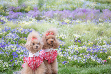 トイプードル　モニカ＆マリア