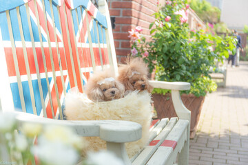 トイプードル　モニカ＆マリア