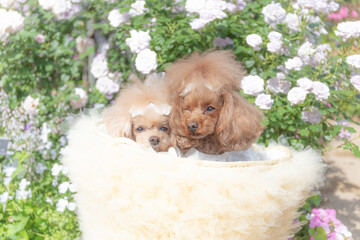 トイプードル　モニカ＆マリア