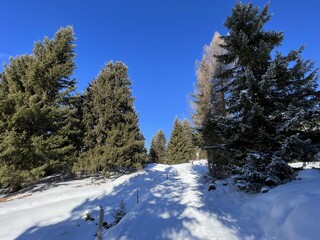 Excellently arranged and cleaned winter trails for walking, hiking, sports and recreation in the area of the tourist resorts of Valbella and Lenzerheide in the Swiss Alps -  Switzerland (Schweiz)