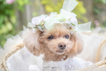 トイプードル　モニカ＆マリア