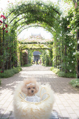 トイプードル　モニカ＆マリア