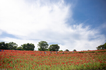 トイプードル　モニカ＆マリア