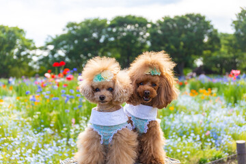 トイプードル　モニカ＆マリア