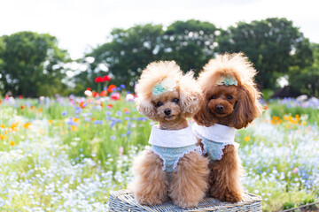 トイプードル　モニカ＆マリア