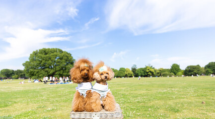 トイプードル　モニカ＆マリア