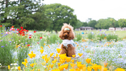 トイプードル　モニカ＆マリア