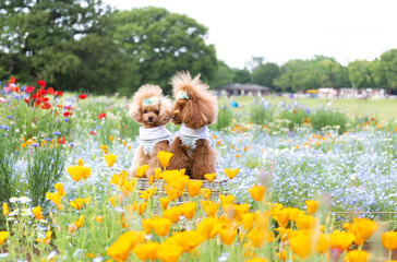 トイプードル　モニカ＆マリア