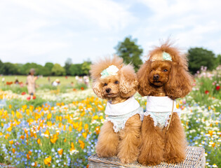 トイプードル　モニカ＆マリア