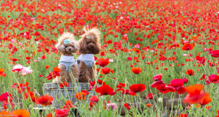 トイプードル　モニカ＆マリア