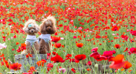 トイプードル　モニカ＆マリア