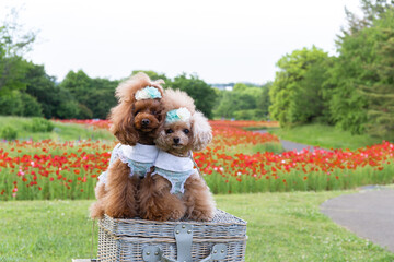 トイプードル　モニカ＆マリア