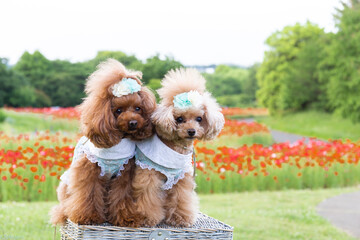 トイプードル　モニカ＆マリア