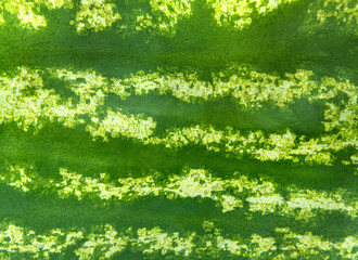 Striped green texture of the watermelon