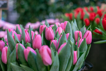 Fototapeta premium Close-up pink tulips for design and web page.