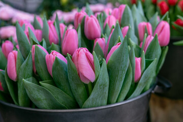 Close-up pink tulips for design and web page. Concept happy Easter card, international womens day