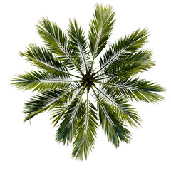Fototapeta premium tropical plant and tree isolated top view