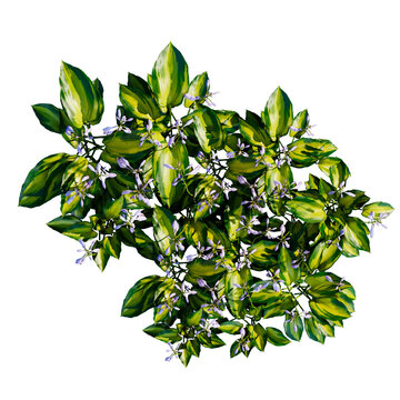 tropical plant and tree isolated top view