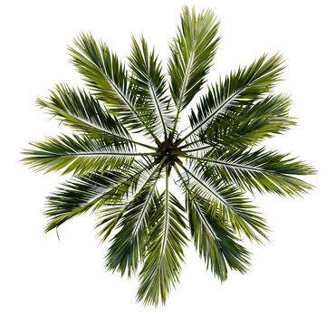 tropical plant and tree isolated top view