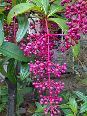 Obraz premium Selective focus. Parijoto is a plant from Muria Mountain, Kudus, Indonesia. It has pink sour tasted fruit, almost people consume it when they pregnant. 