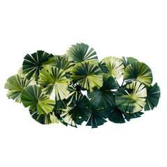 tropical plant and tree isolated top view
