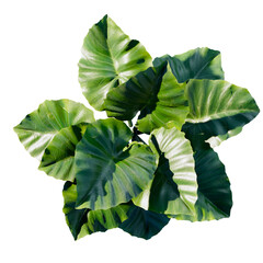 tropical plant and tree isolated top view