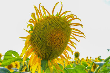 Beautiful sunflower in sunflowers field on summer with blue sky at Europe.